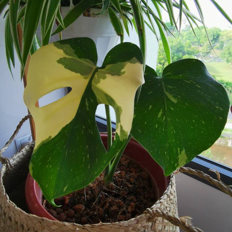 Plant image Monstera deliciosa 'Thai Constellation'