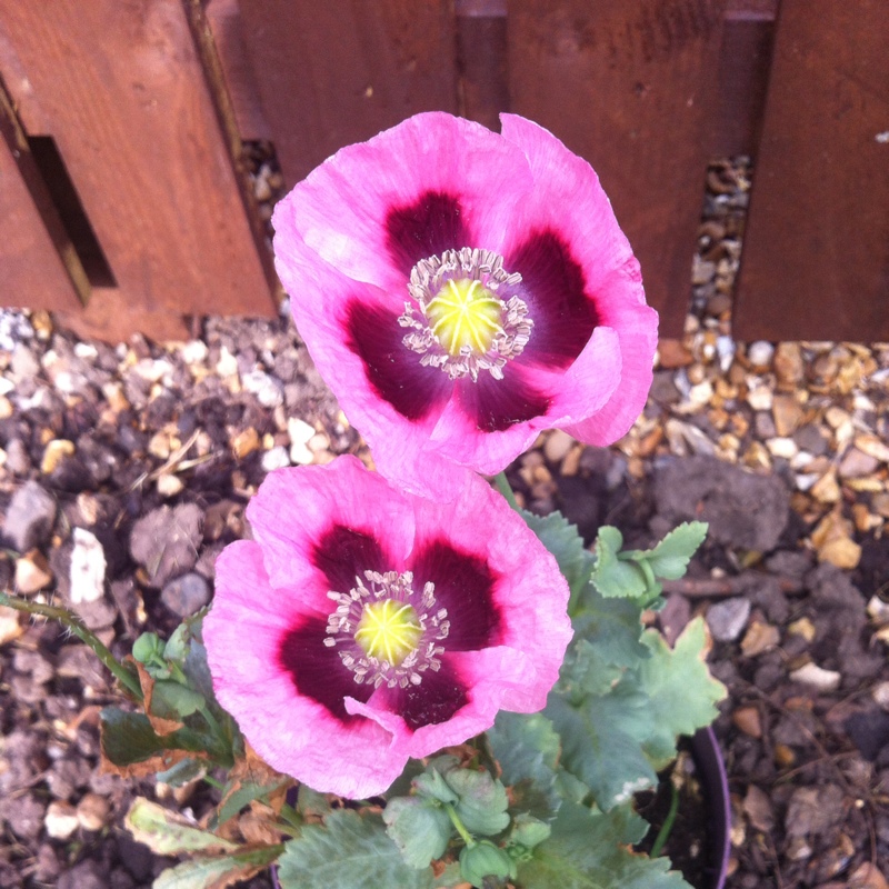 Opium Poppy