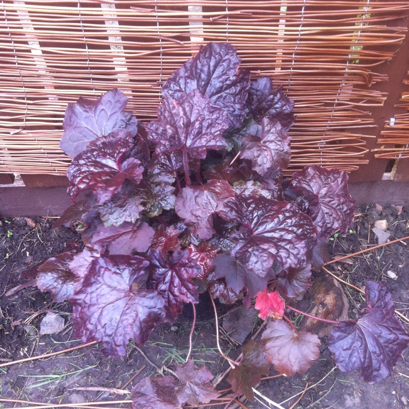 Alumroot 'Palace Purple'