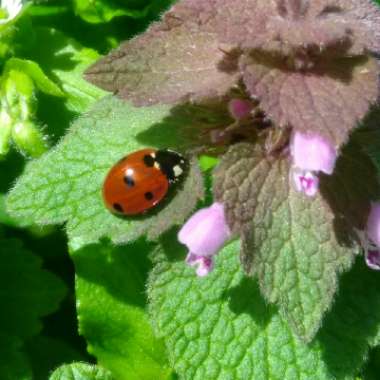 Lamium purpureum