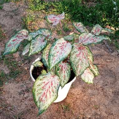 Caladium x Hortulanium