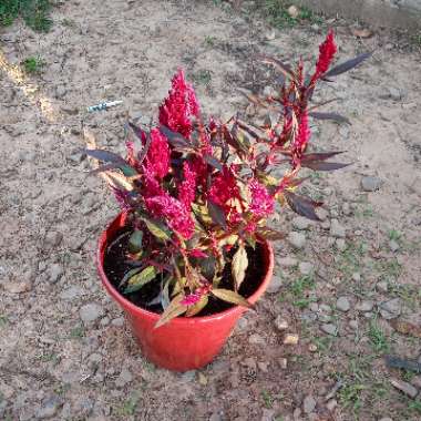 Celosia argentea plumosa