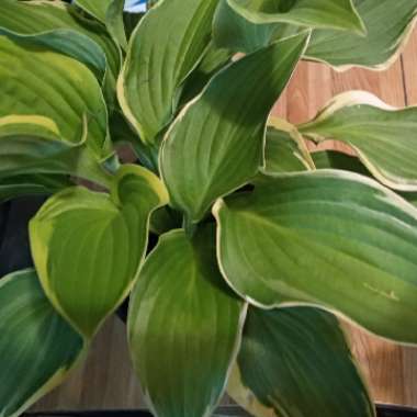 Hosta 'Golden Tiara'