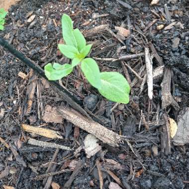 Helianthus annuus 'Russian Giant'