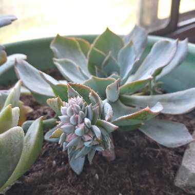 Echeveria Blue Heron