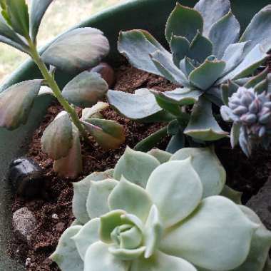 Kalanchoe Fedtschenkoi