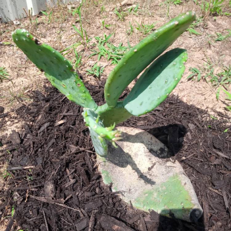 Plant image Opuntia Cacanapa 