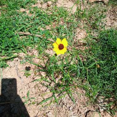 Coreopsis