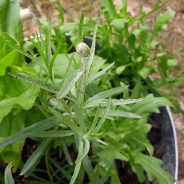 Centaurea cyanus 'Blue Boy'