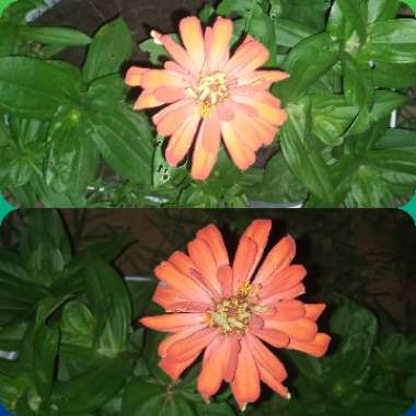 Zinnia elegans