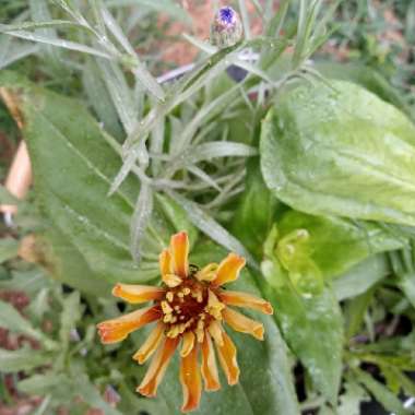 Centaurea cyanus 'Blue Boy'