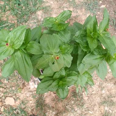 Zinnia elegans