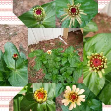 Zinnia elegans