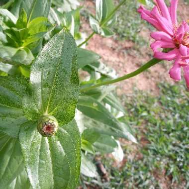 Zinnia elegans