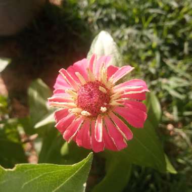 Zinnia elegans