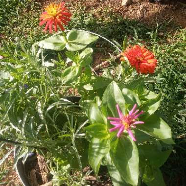 Zinnia elegans