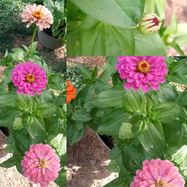 Zinnia elegans