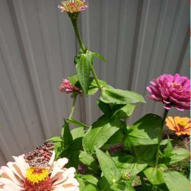 Zinnia elegans