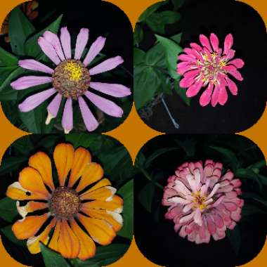 Zinnia elegans