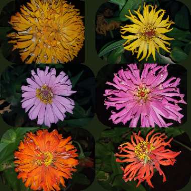 Zinnia elegans