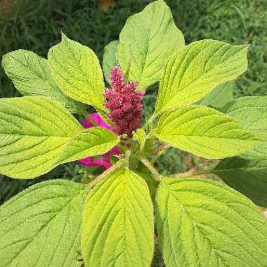 Amaranthus caudatus