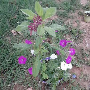 Amaranthus caudatus