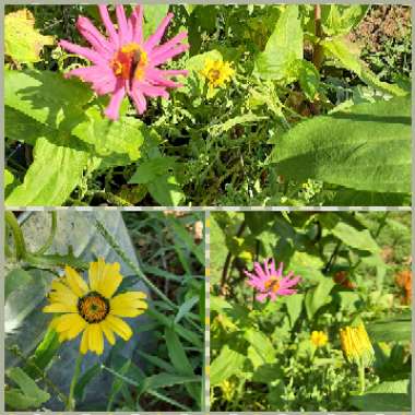 Osteospermum 'African Sunset' (Mix)