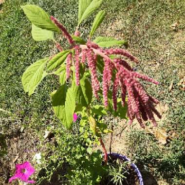 Amaranthus caudatus