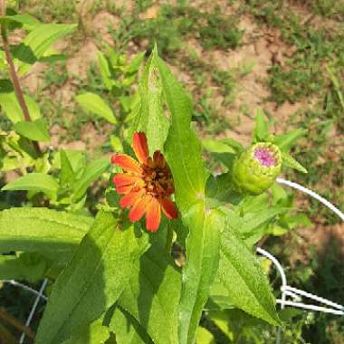 Zinnia elegans