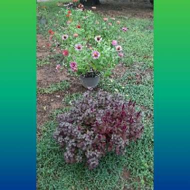 Alternanthera 'Little Ruby'