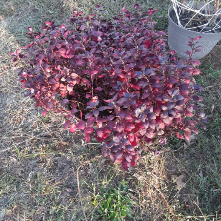 Plant image Alternanthera 'Little Ruby'