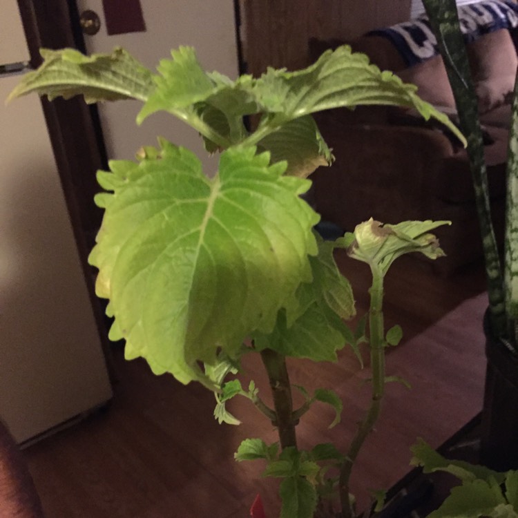 Plant image Plectranthus scutellarioides 'UF0843' syn. Plectranthus scutellarioides 'Wasabi'