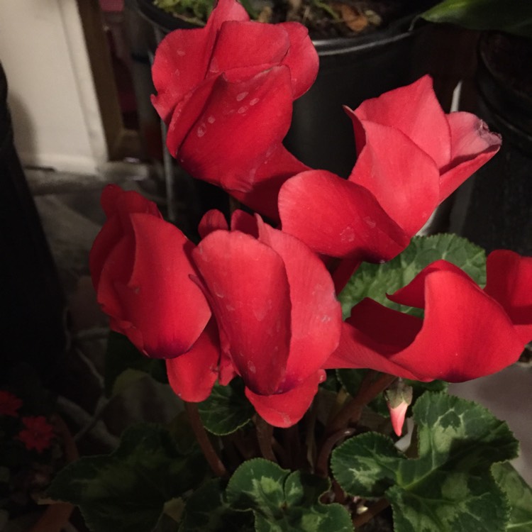 Plant image Cyclamen 'Latinia Wine Red' (Latinia Series)