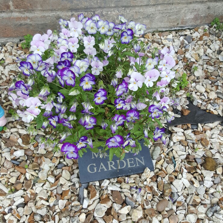 Plant image Viola cornuta 'Rebecca'