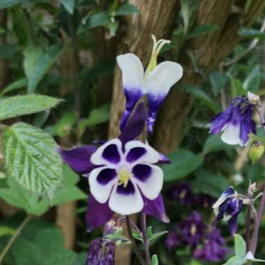 Aquilegia