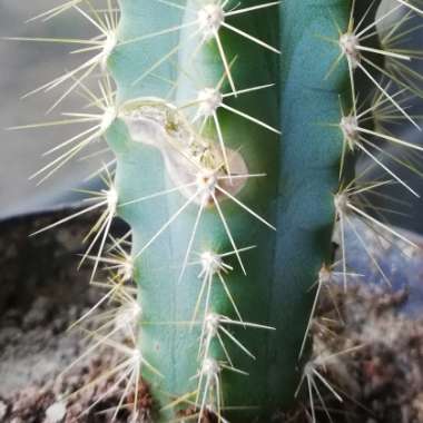 Pilosocereus pachycladus