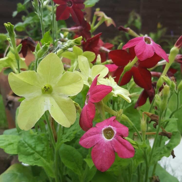 Plant image Nicotiana x sanderae 'White Bedder'