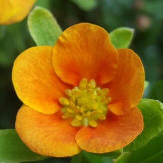 Plant image Potentilla fruticosa 'Mango Tango'