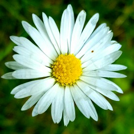 Plant image Leucanthemopsis alpina