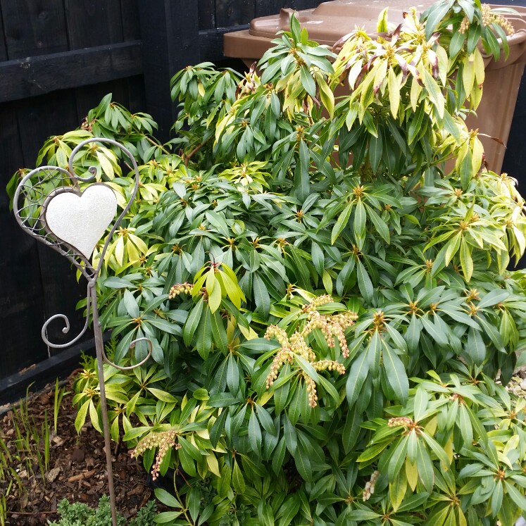 Pieris 'Forest Flame'