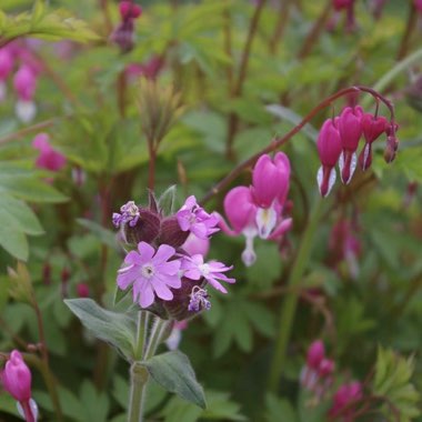 Patti's garden