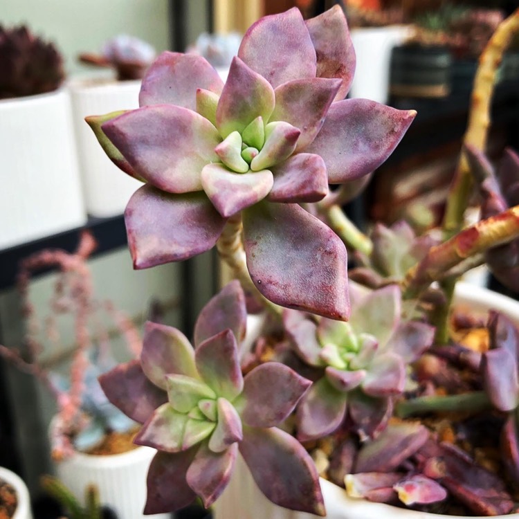 Plant image Graptopetalum Claret