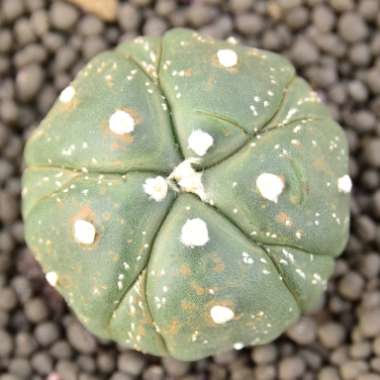 Astrophytum Asterias