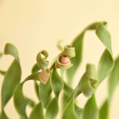 Ornithogalum concordianum syn. Albuca Concordiana