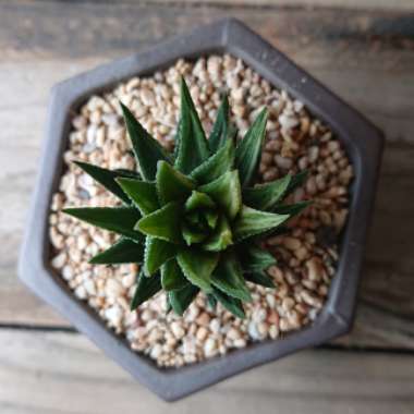 Haworthia