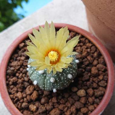 Astrophytum Asterias