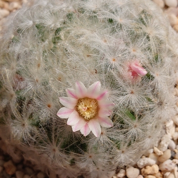 Mammillaria plumosa