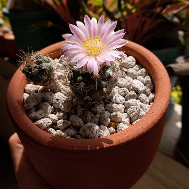 Plant image Turbinicarpus schmiedickeanus subsp. gracilis