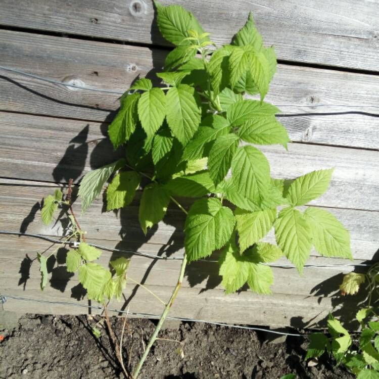 Plant image Rubus Idaeus 'All Gold'