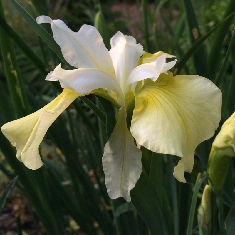 Plant image Iris sibirica 'Butter and Sugar'